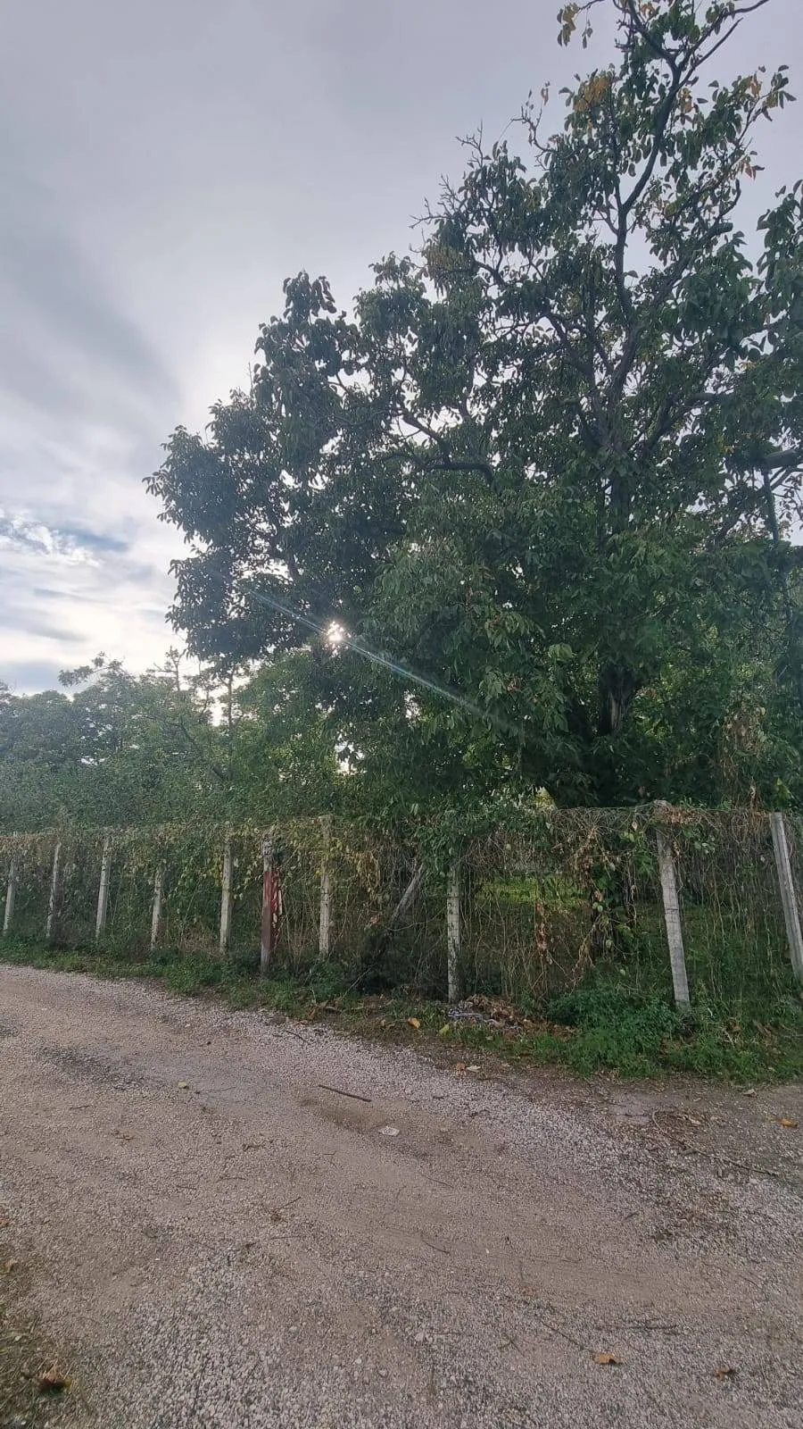 Abitazioni tipiche storiche in vendita a Brusciano - foto 2