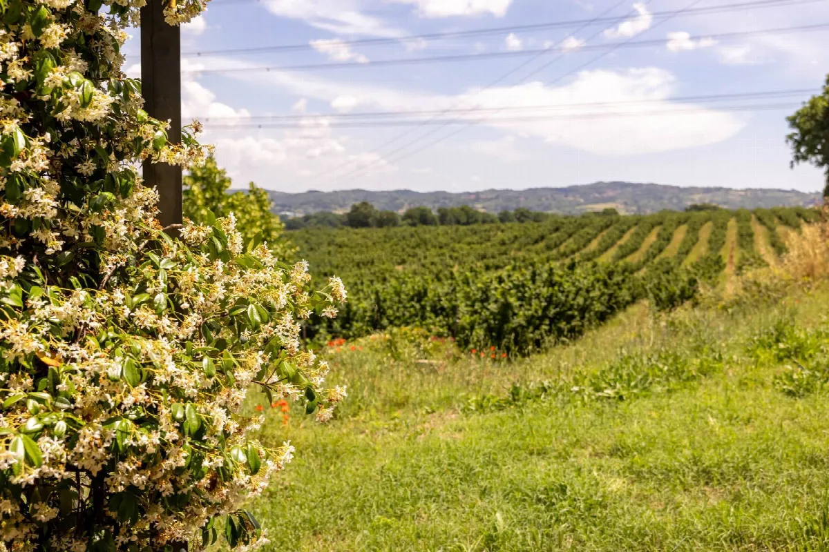 Appartamento in vendita a Nepi, Settevene - foto 8