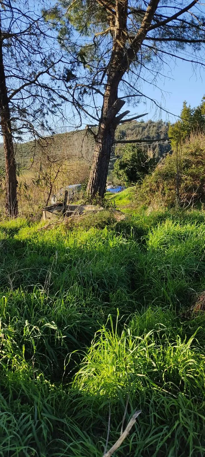Appartamento in vendita a Fauglia, Fauglia - foto 7