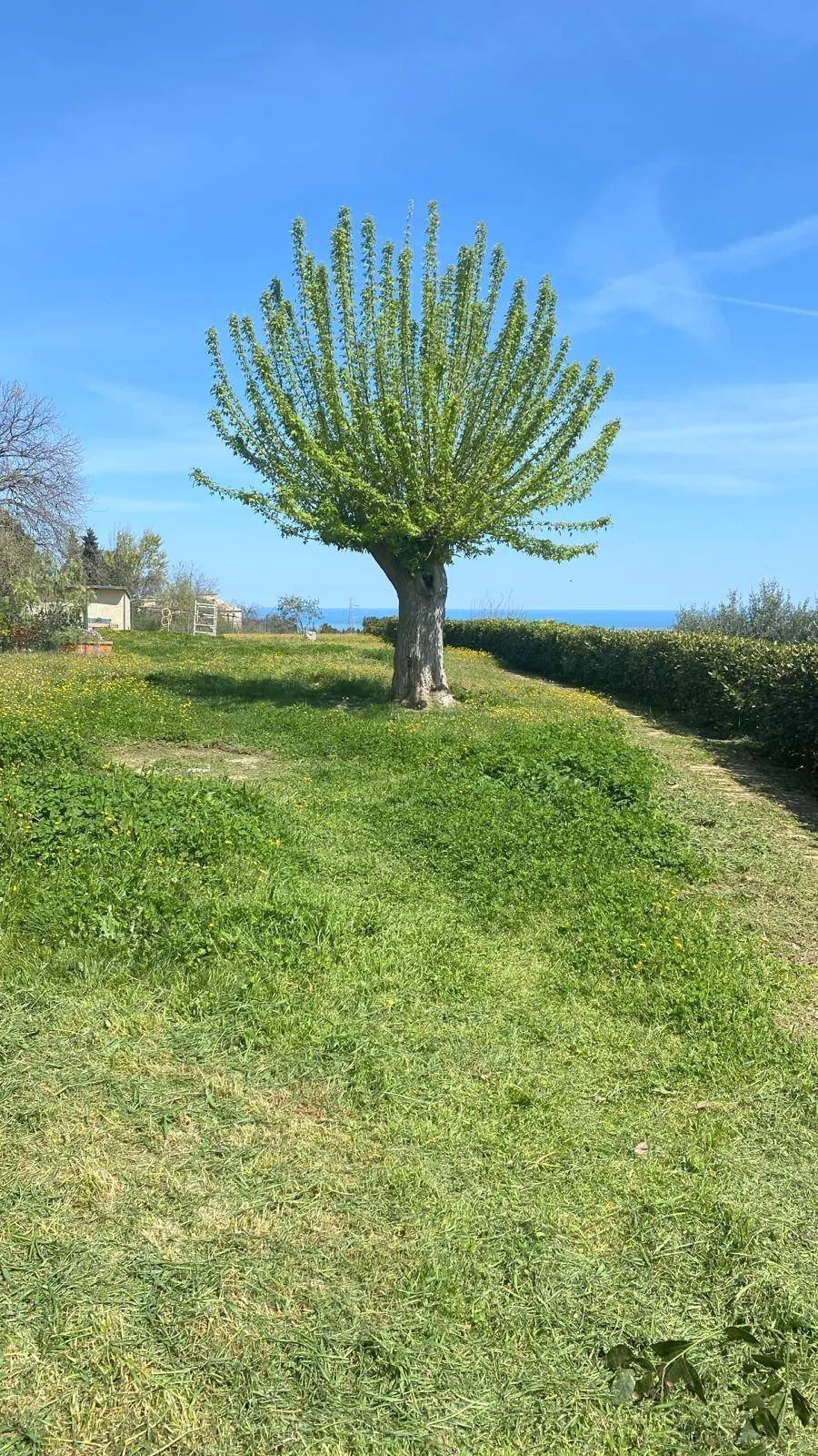 Appartamento in vendita a Ripatransone - foto 8