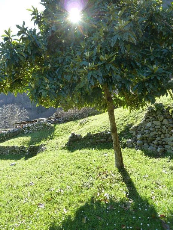 Rustico in vendita a Crodo - foto 5