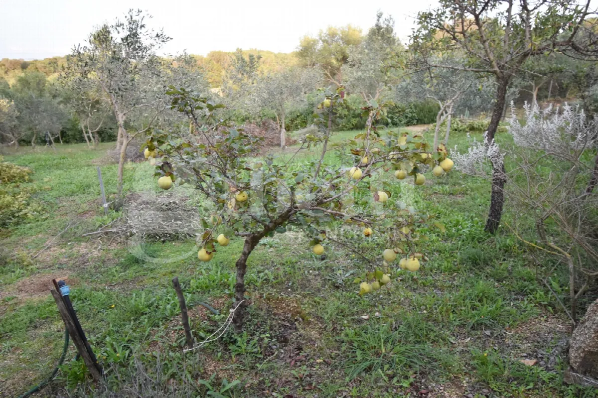 Rustico in vendita a Olbia - foto 7