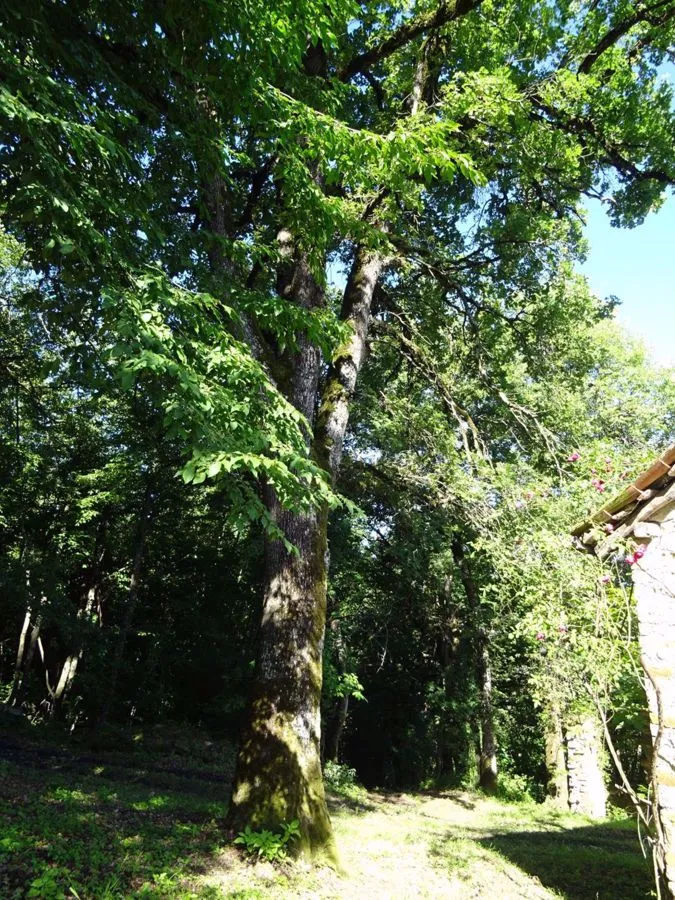 Rustico in vendita a Montese - foto 9
