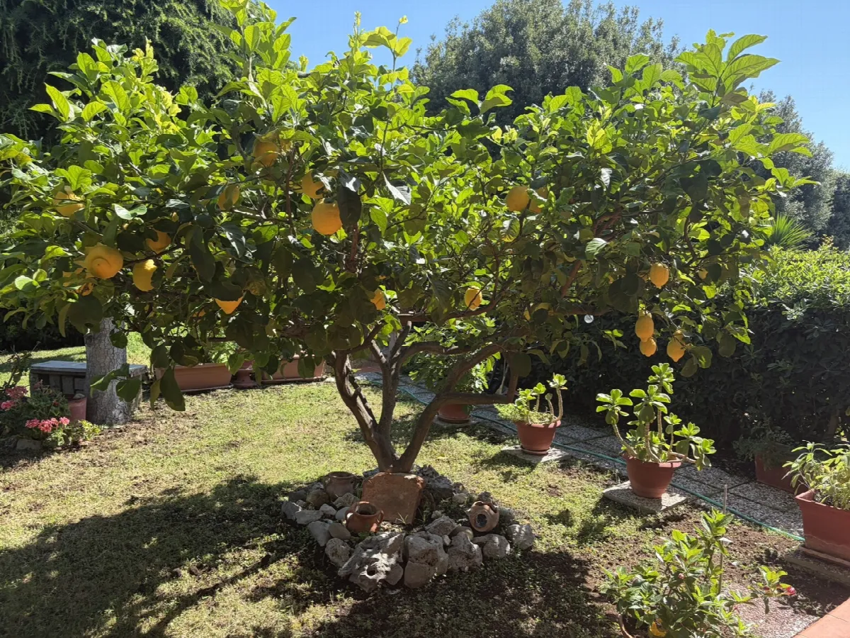 Villetta a schiera in vendita a Cerveteri - foto 6