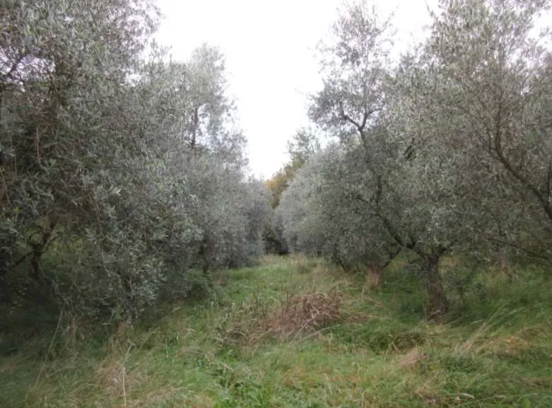 Appartamento in vendita a Marostica - foto 7
