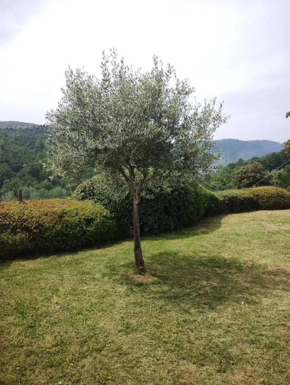 Casa indipendente in vendita a Carmignano - Comeana - foto 7
