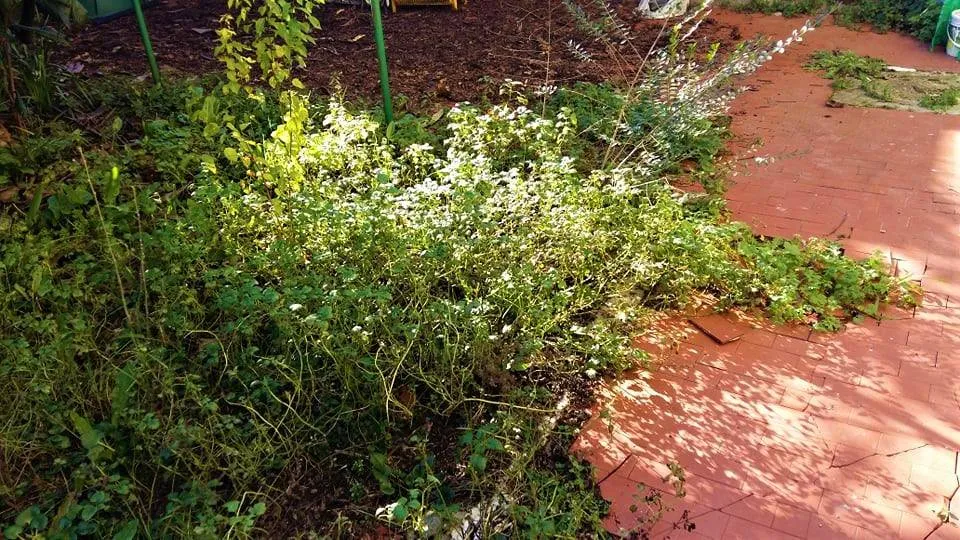 Casa indipendente in vendita a Poggio a Caiano - Centro - foto 4