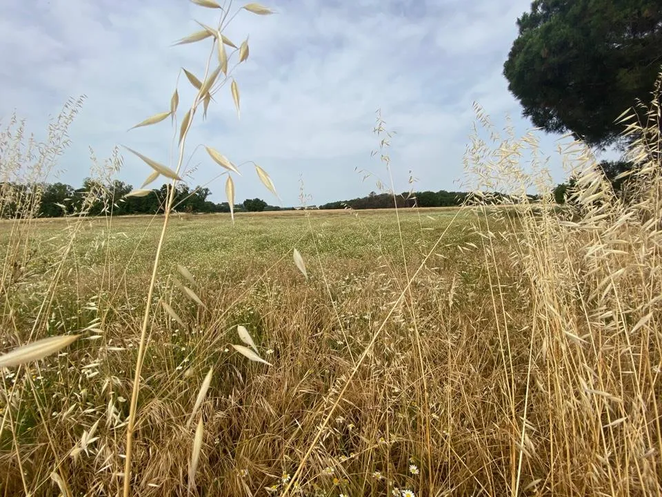 Rustico in vendita a Castiglione del Lago - foto 3