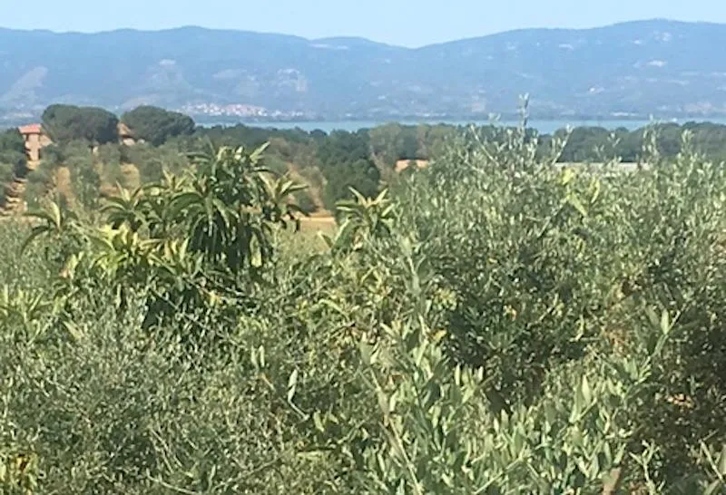 Casa indipendente in vendita a Castiglione del Lago - foto 10