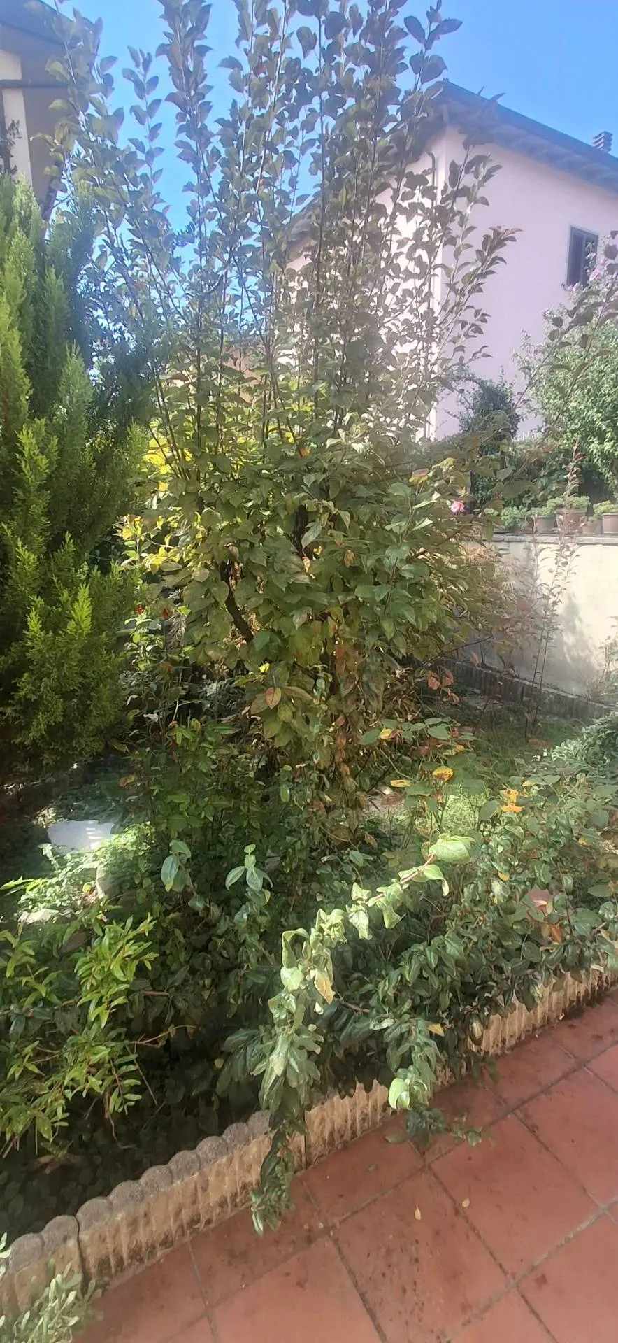 Villette a schiera in vendita a Bibbiena - foto 3